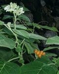 DWARF TAMARILLO